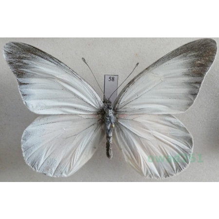 Delias zebuda Hewitson, 1862 male Indonesia, Sulawesi58